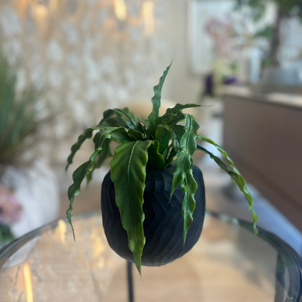 Asplenum Bush in Black Vase