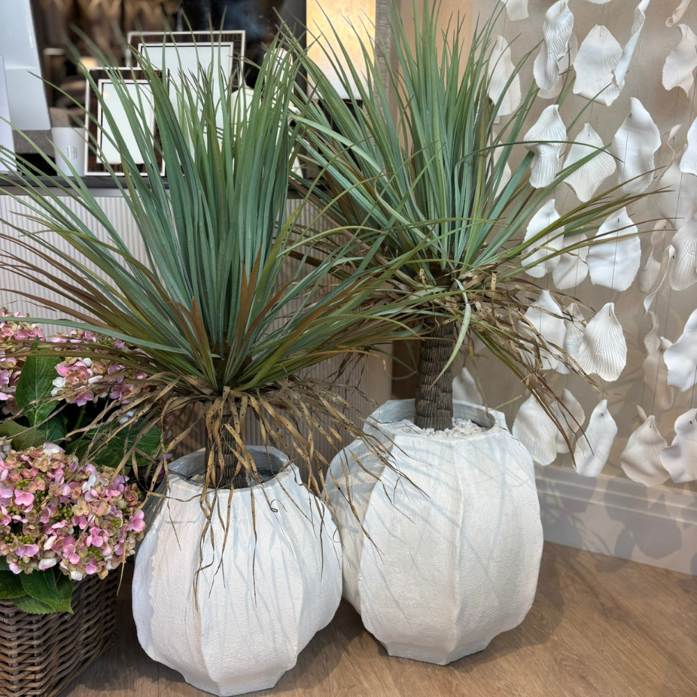 Yucca in White Ceramic Pot - Large