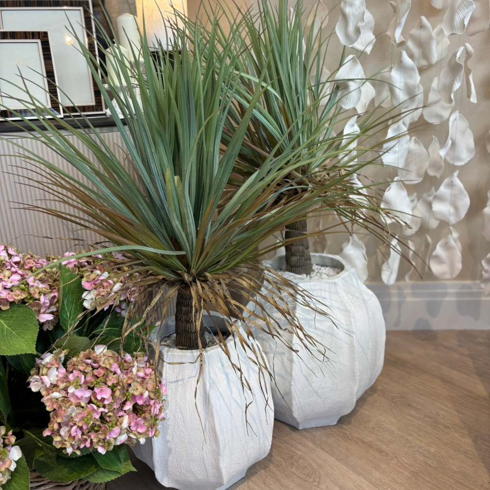 Yucca in White Ceramic Pot - Large