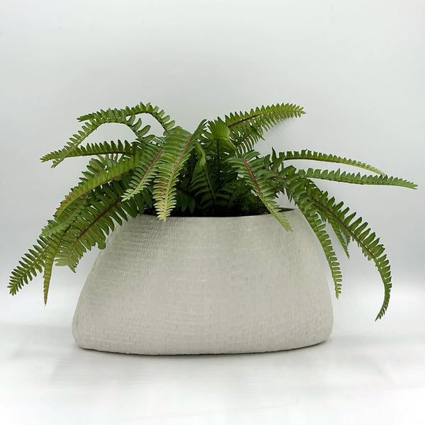 Fern in Textured Oval Pot