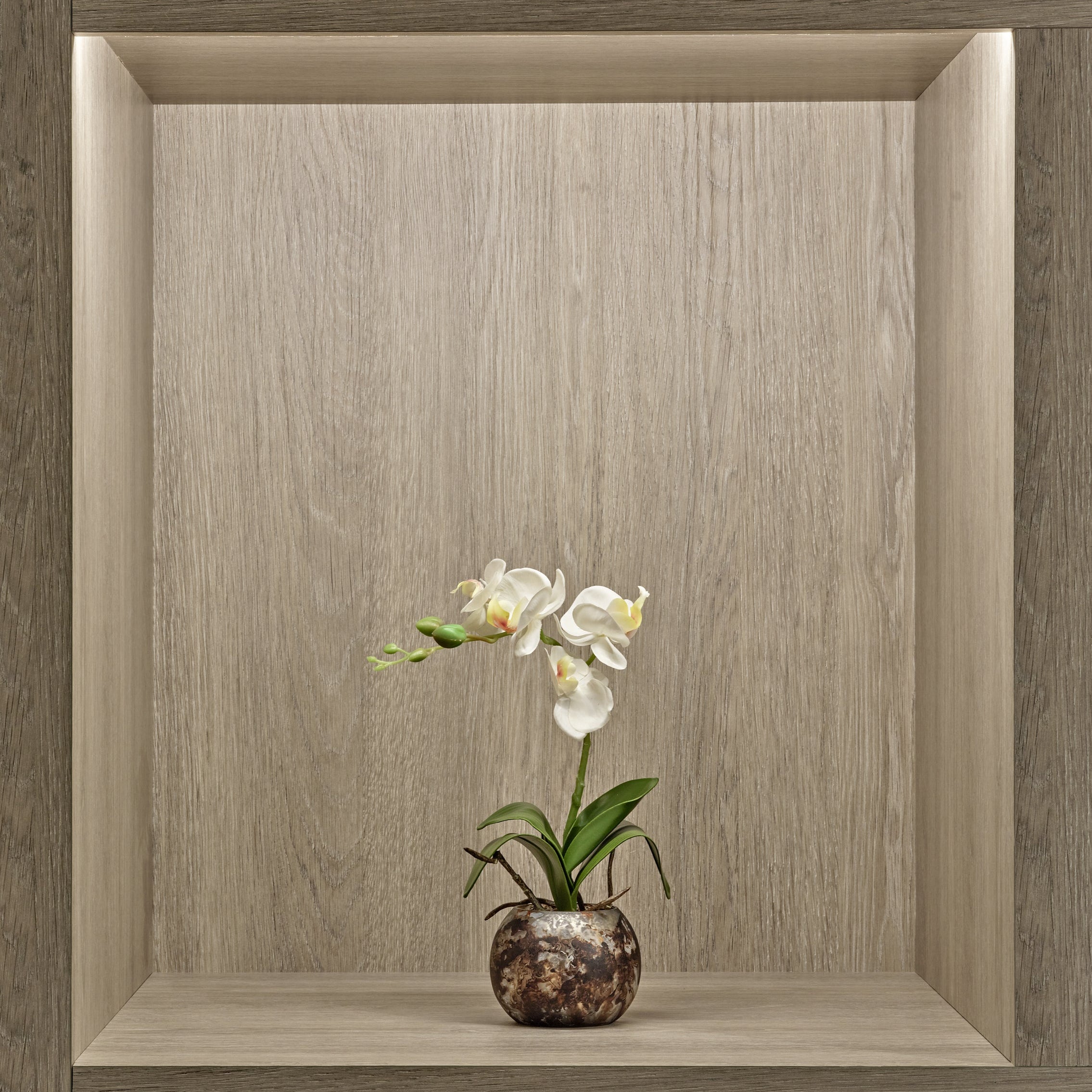 Single White Orchid