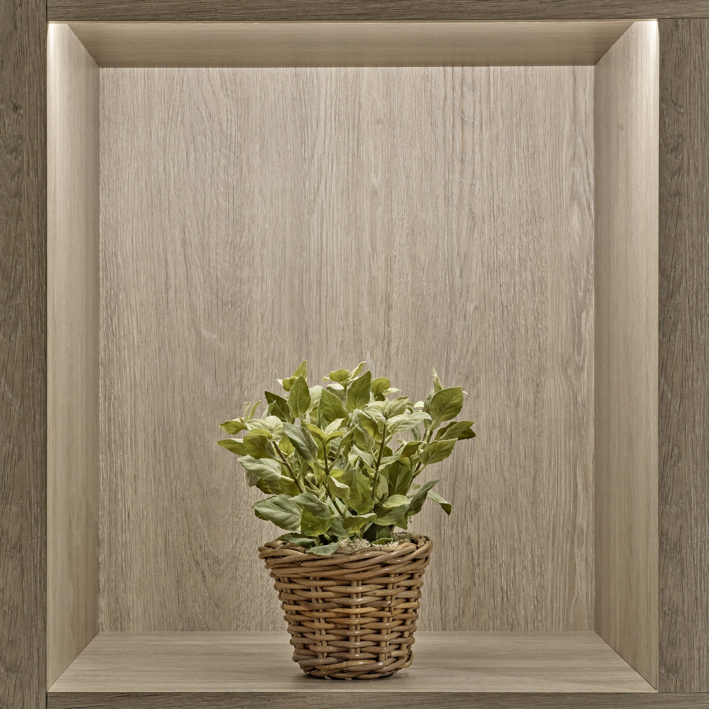 Mint in Rattan Basket