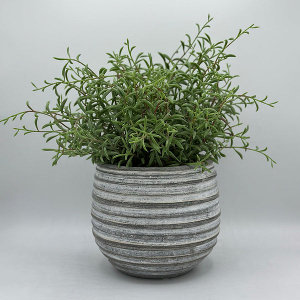 Rosemary in Whitewash Pot