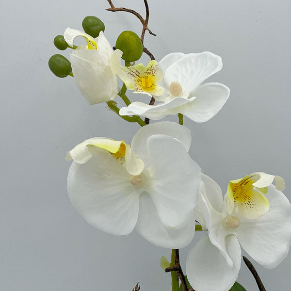 White Orchid in Gold Glass Pot