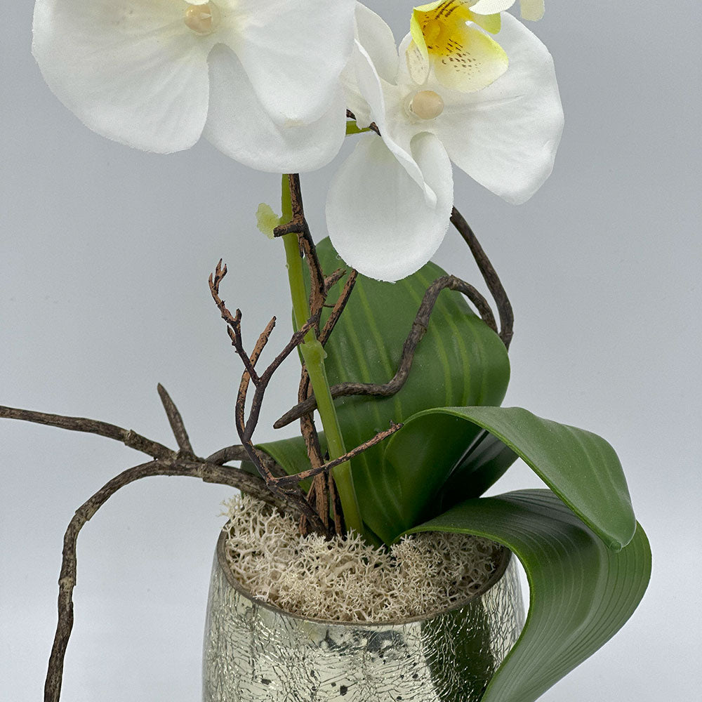 White Orchid in Gold Glass Pot