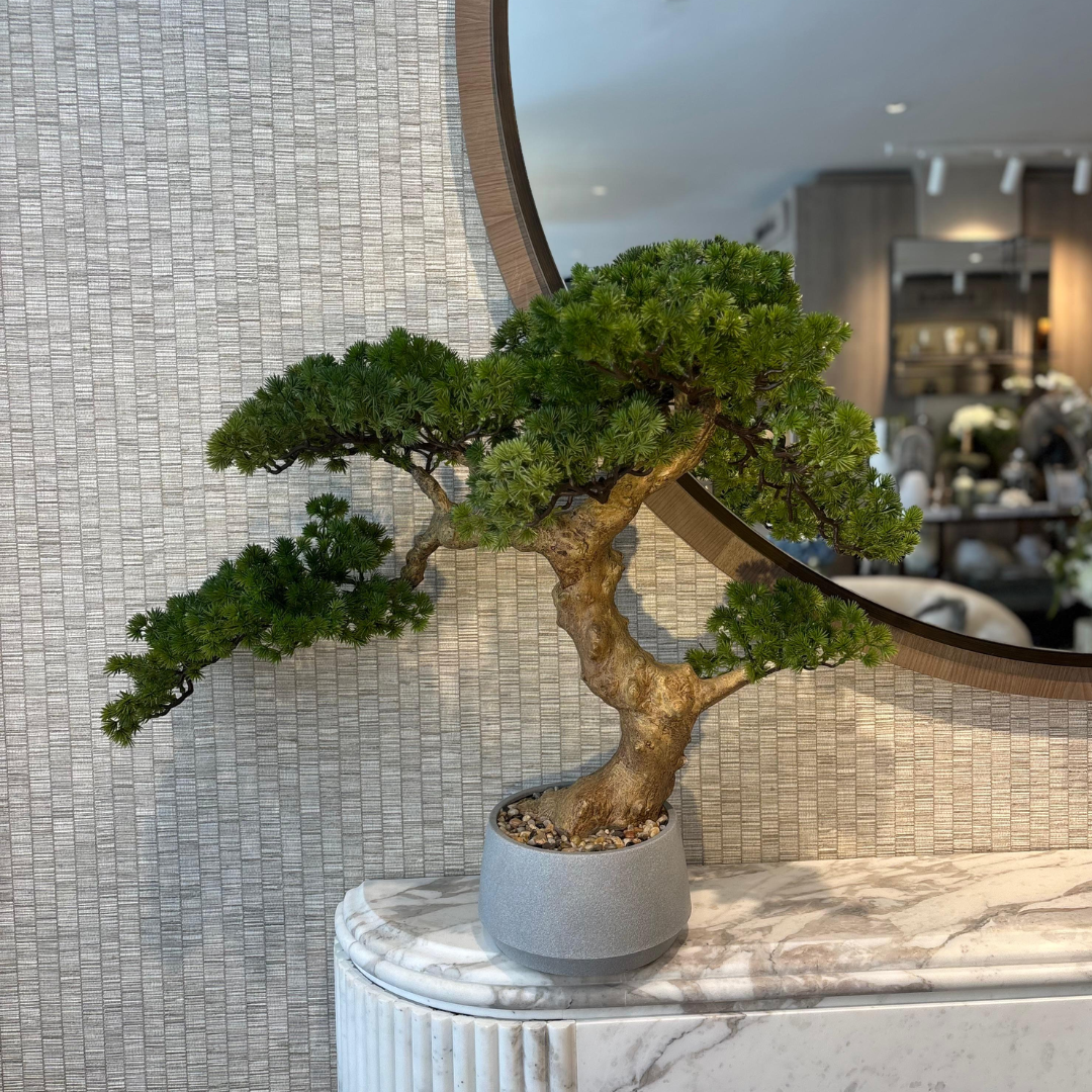 Pine Tree Bonsai 65cm