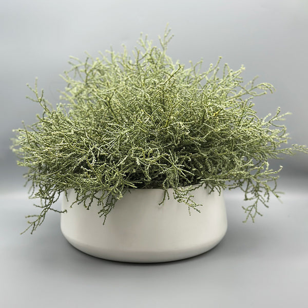 Cushion Bush in White Bowl