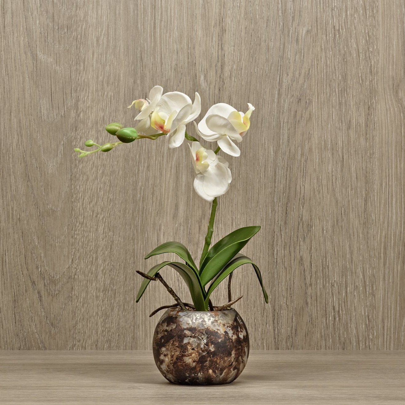 Single White Orchid