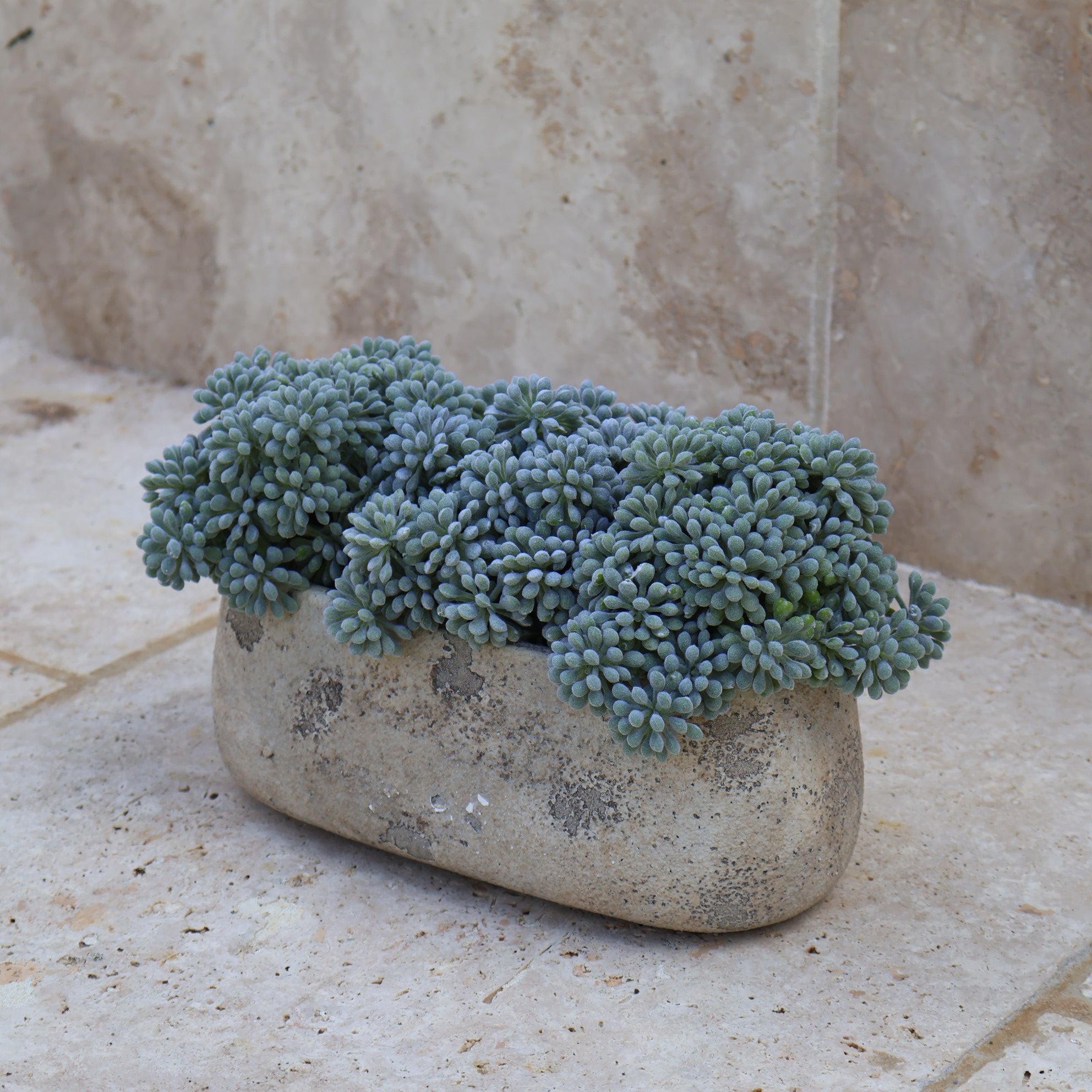 Faux Sedum In Cream Textured Vase
