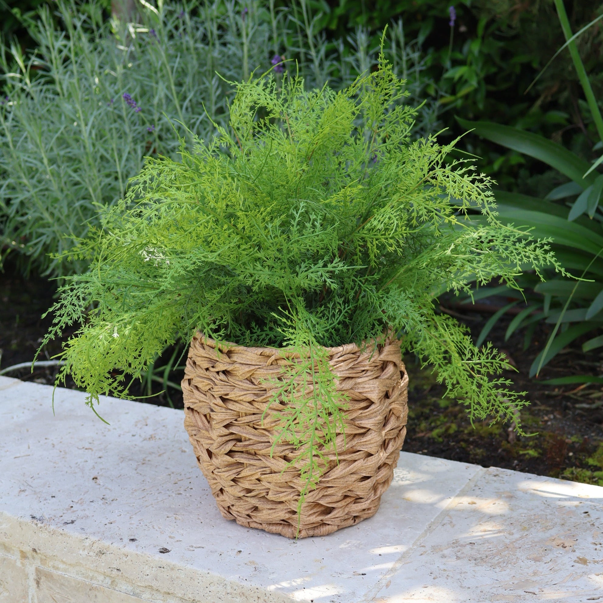Faux Fern in Round Wicker Basket