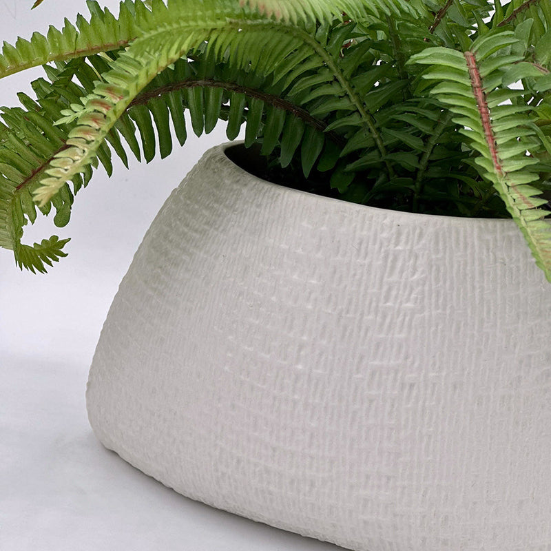 Fern in Textured Oval Pot