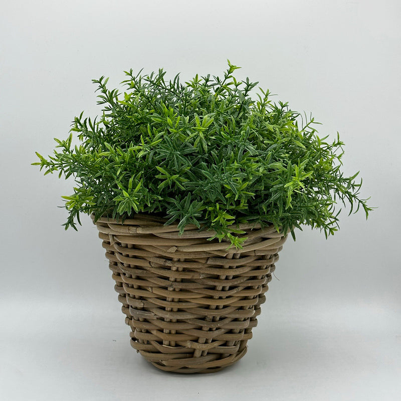 Rosemary in Round Basket