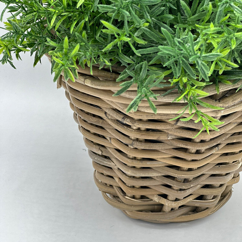 Rosemary in Round Basket