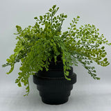 Maidenhair Fern in Tiered Black Vase - Small