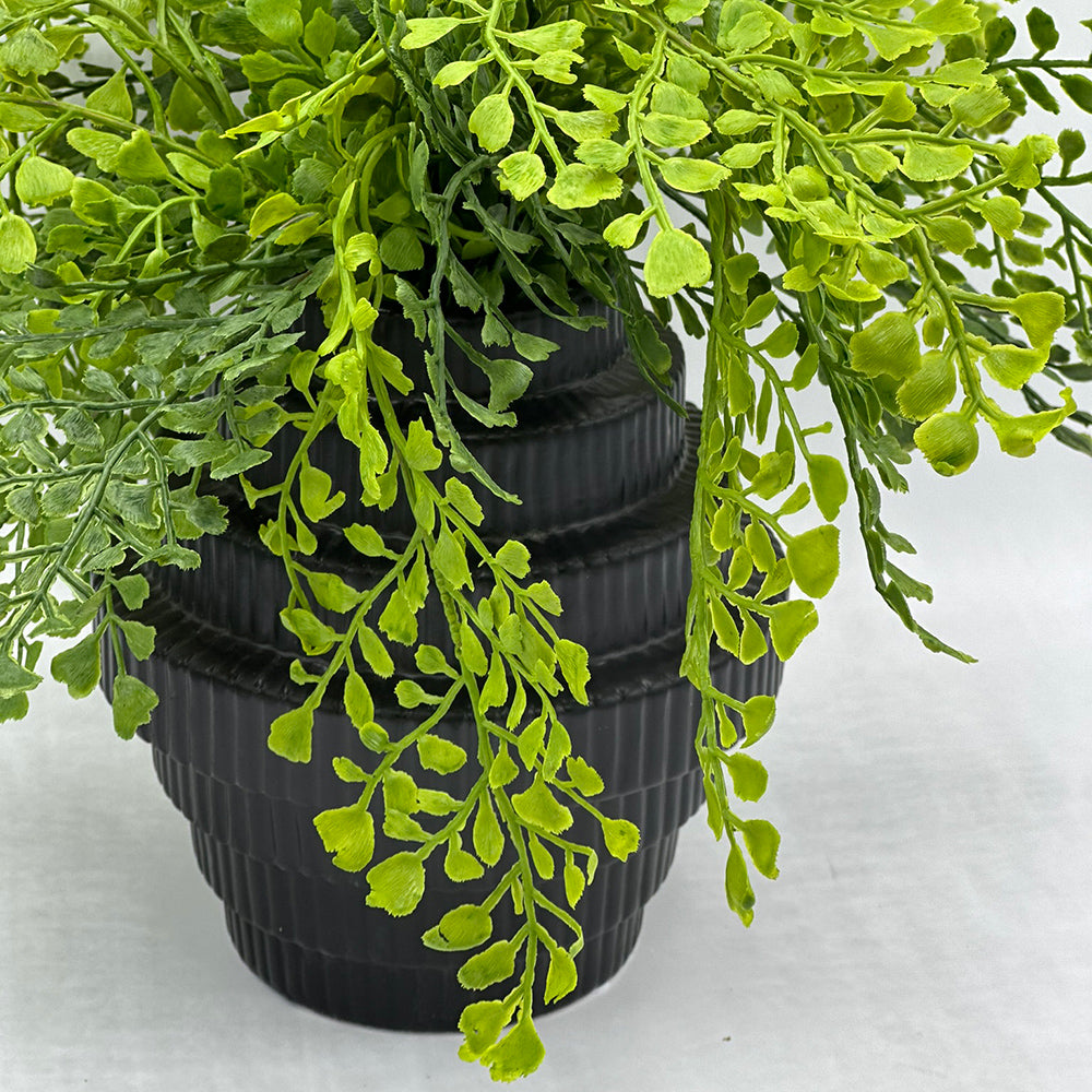 Maidenhair Fern in Tiered Black Vase - Small