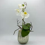 White Orchid in Gold Glass Pot