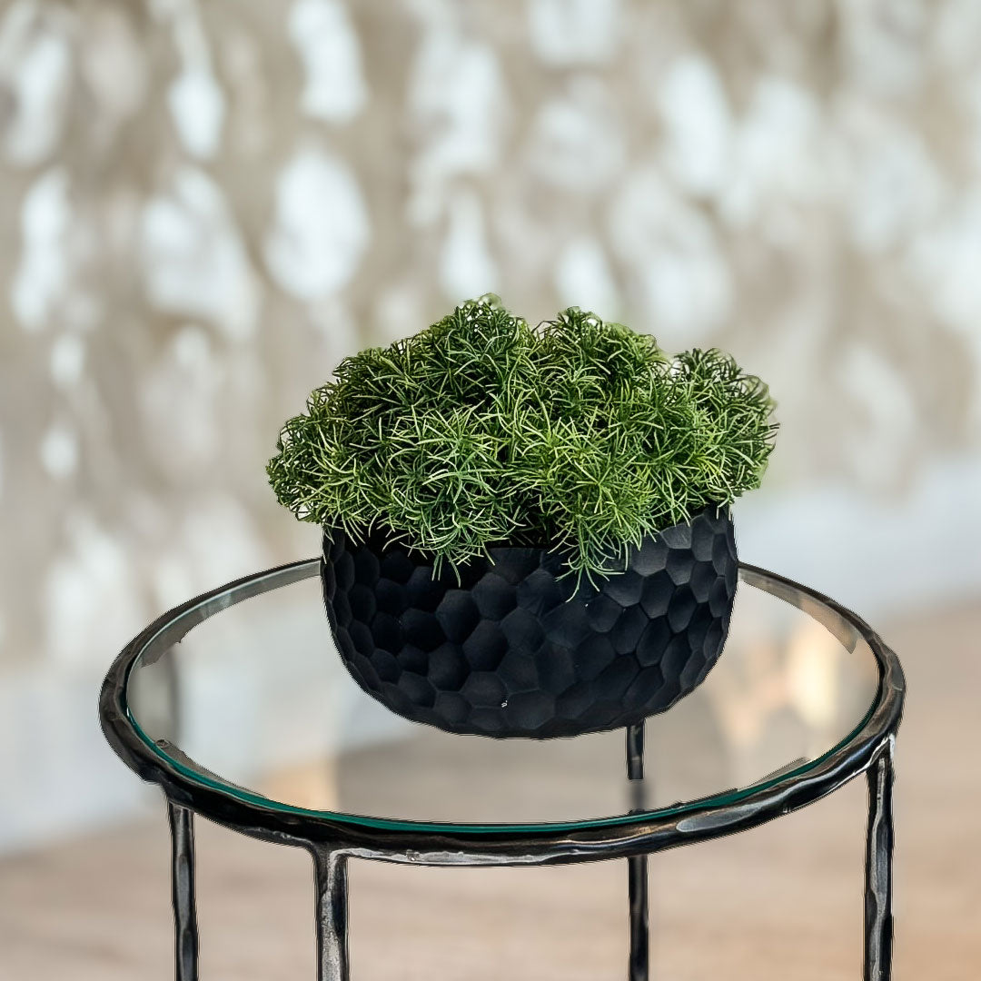 Tillandsia in Black Honeycomb Bowl