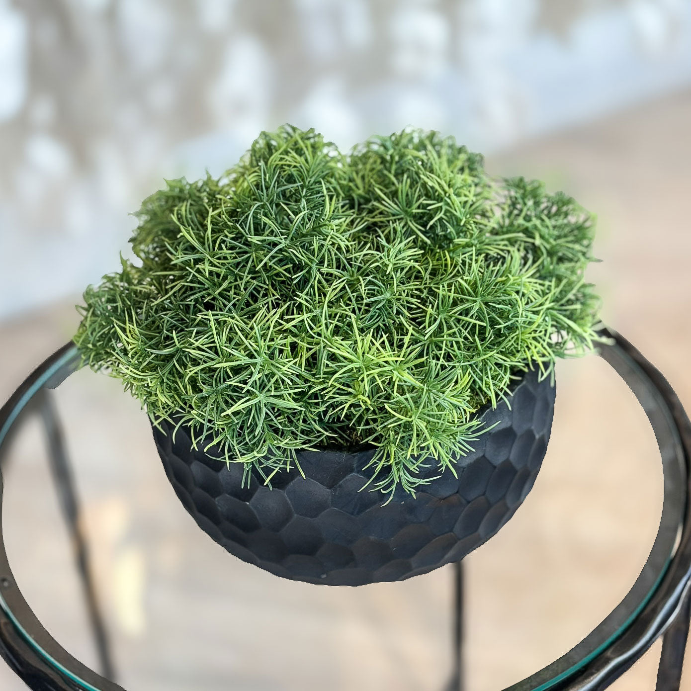 Tillandsia in Black Honeycomb Bowl