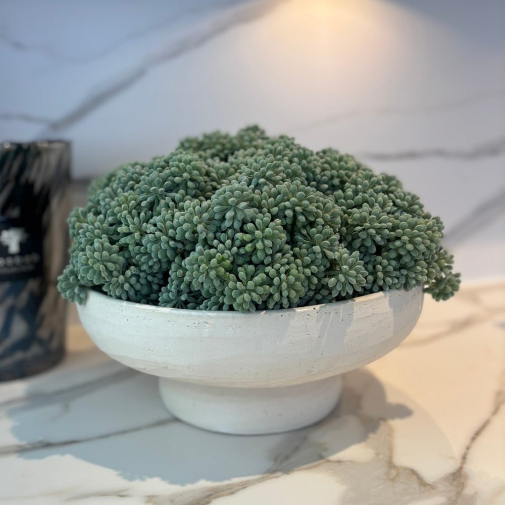 Sedum In Cream Footed Bowl