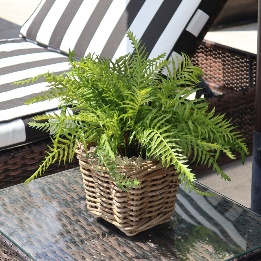 Faux Boston Fern In Square Rattan Basket