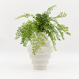 Maidenhair in White Stepped Vase Large