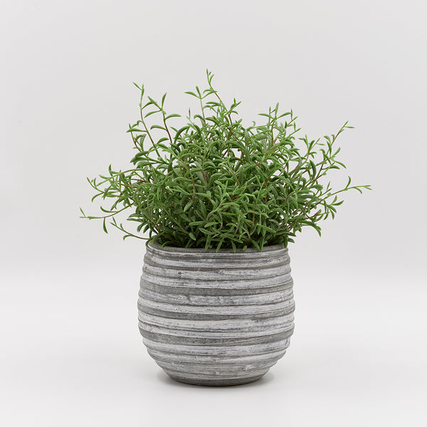 Rosemary in Whitewash Pot