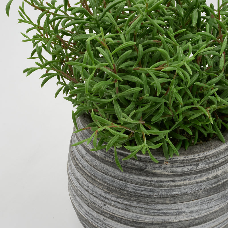 Rosemary in Whitewash Pot