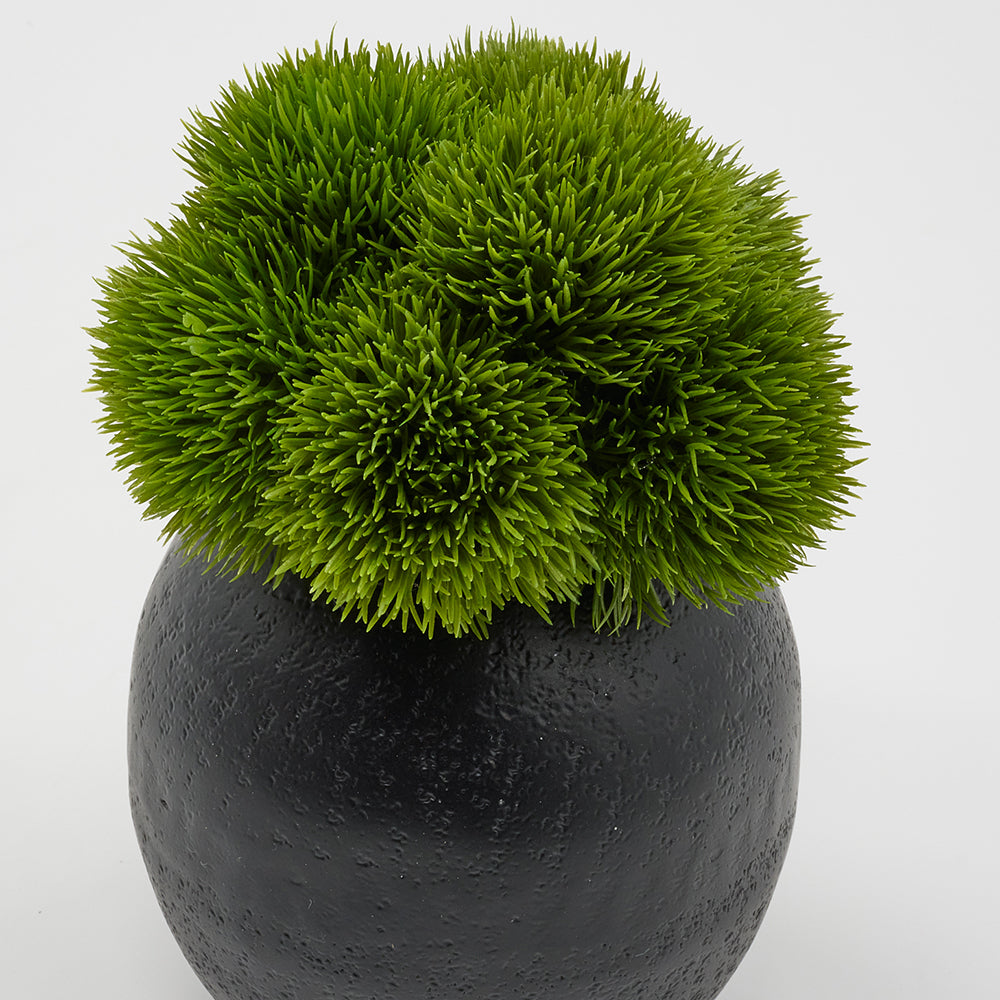 Dianthus in Small Black Vase