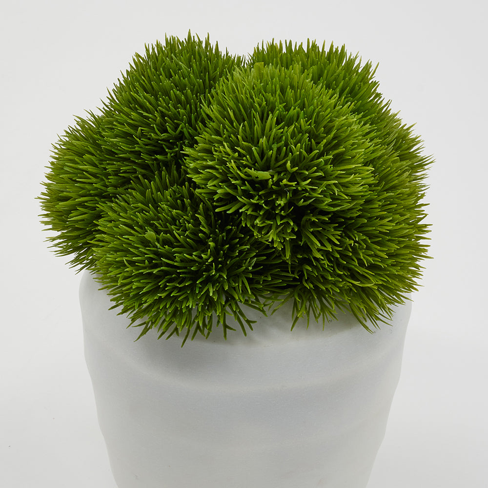 Dianthus in White Glass Vase